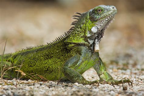 Iguana Iguana .